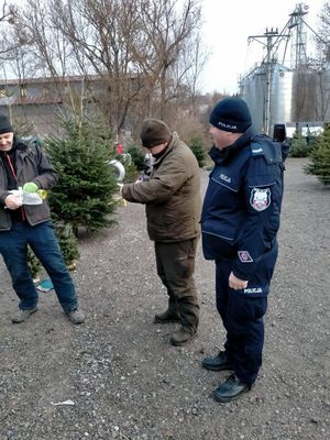 policja i straż leśna sprawdzają legalność oferowanych do sprzedaży choinek i stroiszu